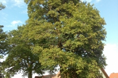 IMG_20200720_182047