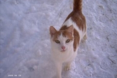 01.05-Bauernhof-Winter-125-300x225