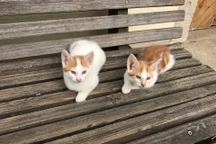 Katzen