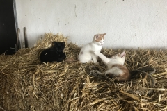 Katzen
